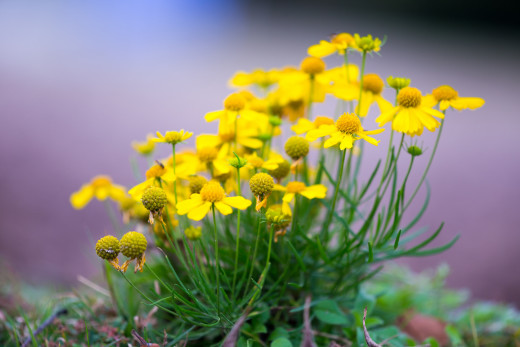 907391 (a): :2048x1365